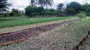 agroforestry-6049499_640