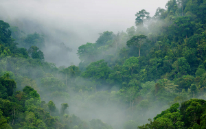 article-cartel-environnement-amazonien-universite-de-guyane