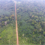 piste_foret_gabon