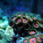 coral-g34a998b64_640